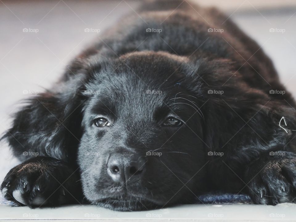 Cute puppy portrait