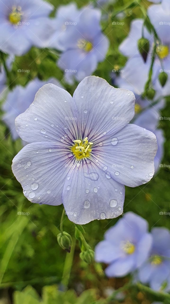 beautiful blue flower