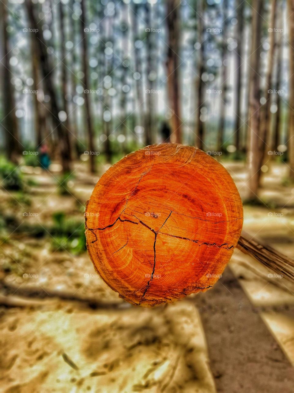 What took years to grow only took seconds to bring down