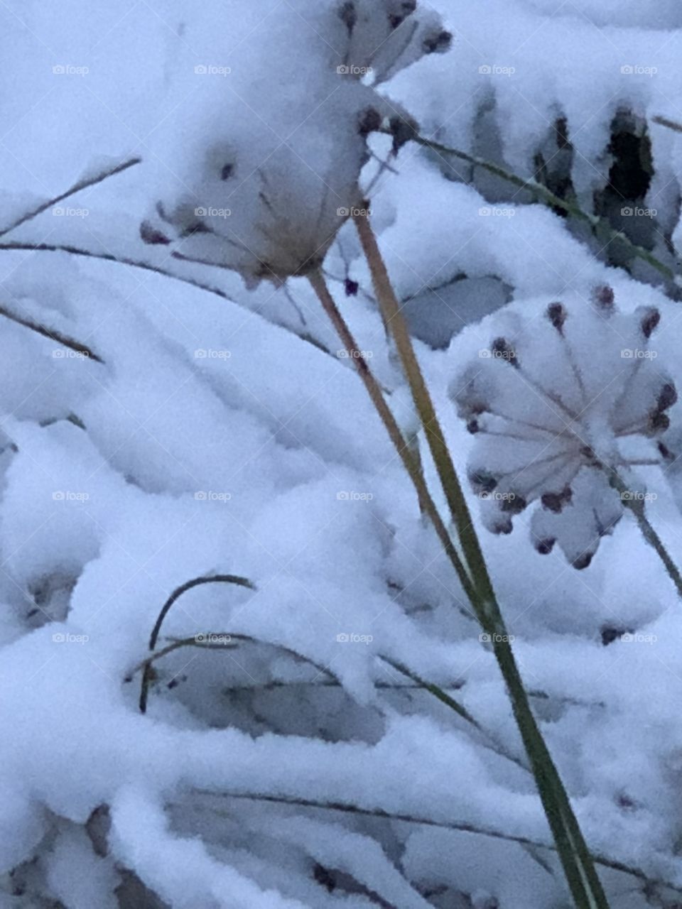 Snow covered plants