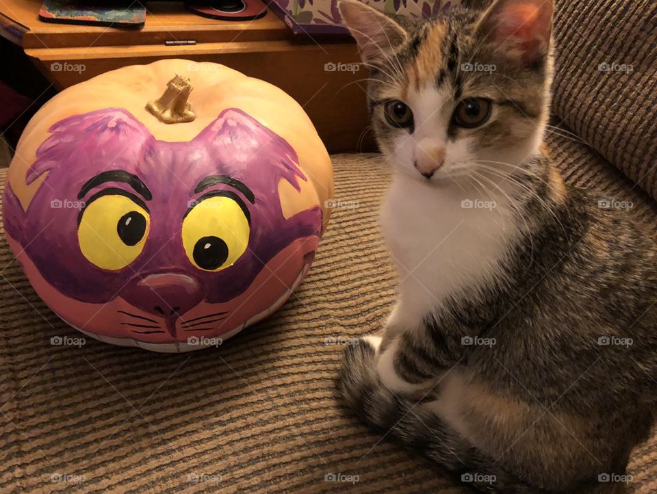 Cheshire Cat pumpkin has kitten confused
