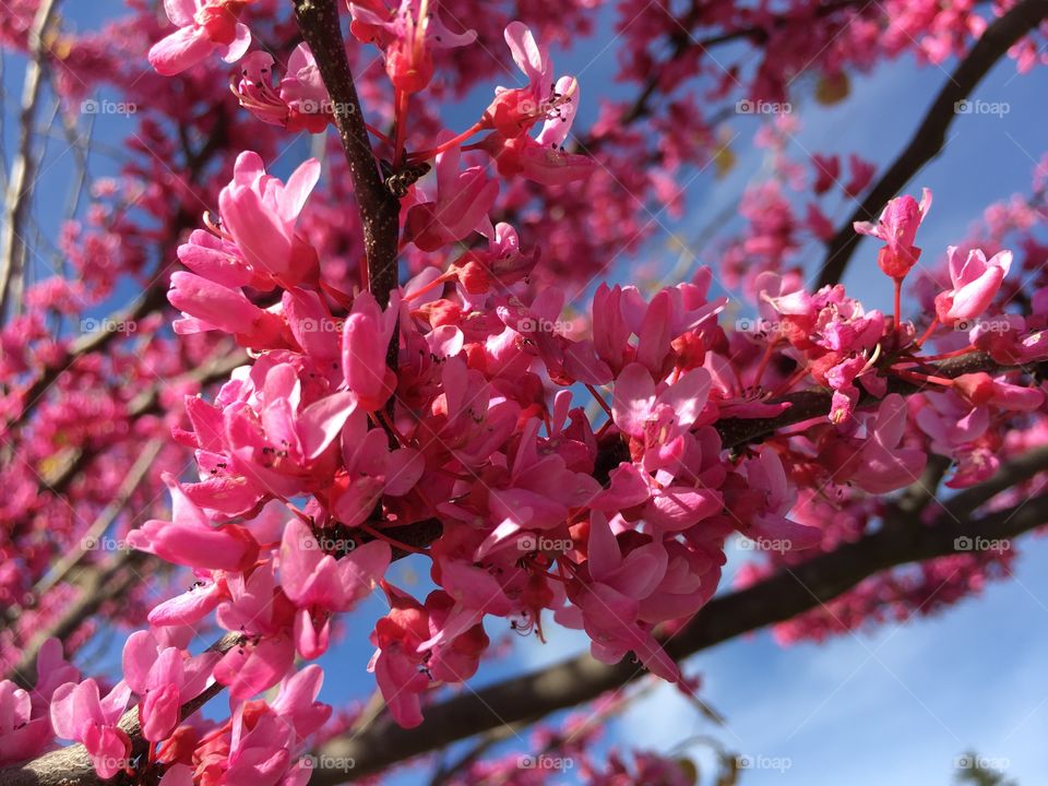 Pink Redbud in Connecticut