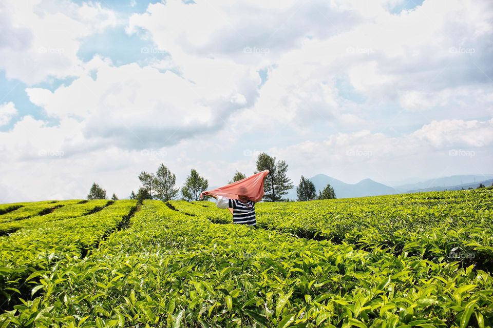 tea plantation