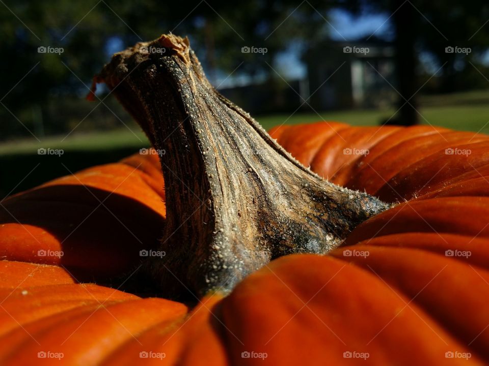 Pumpkin Stem