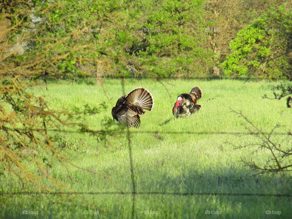 wild turkeys in a green story
