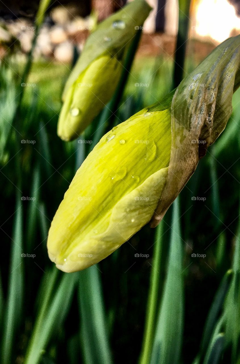 Water drops on yellow flower bud
