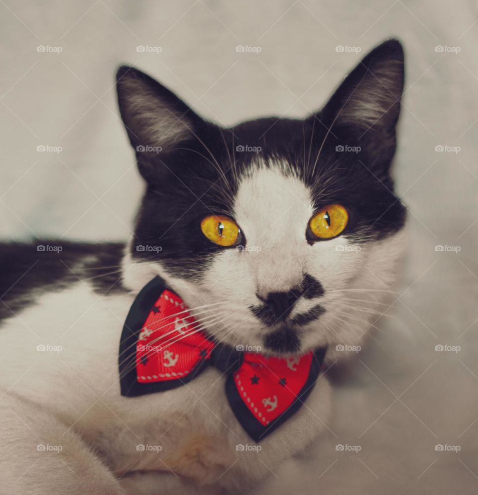 This cat is a true gentleman