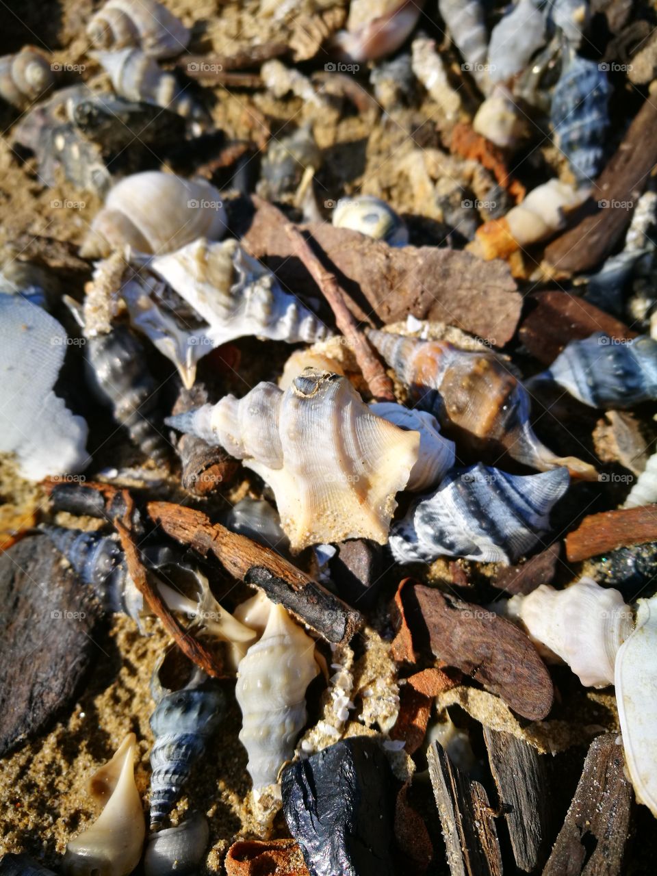 sea shells