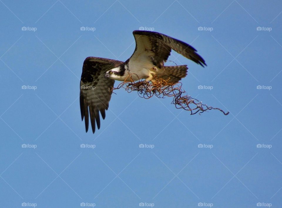 Osprey carrying material for its nest