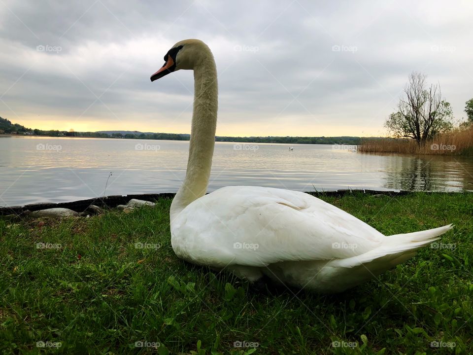 Swan