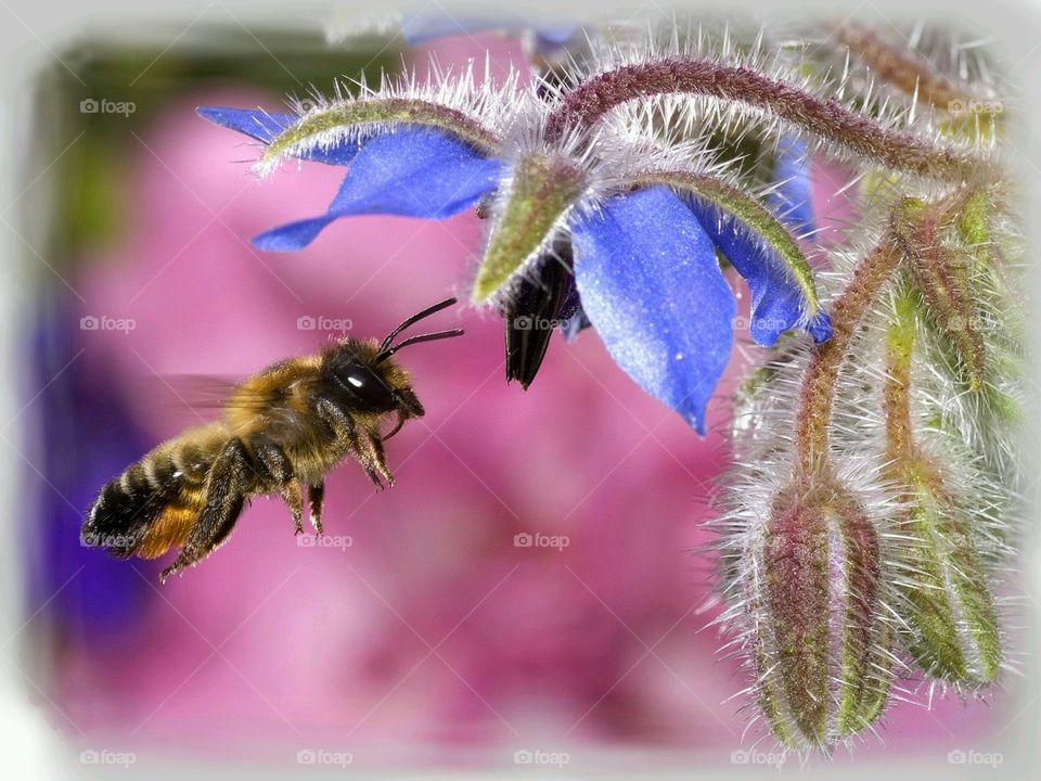 Busy Bee. This fellow was too busy gathering nectar to bother me. But he posed very well. 