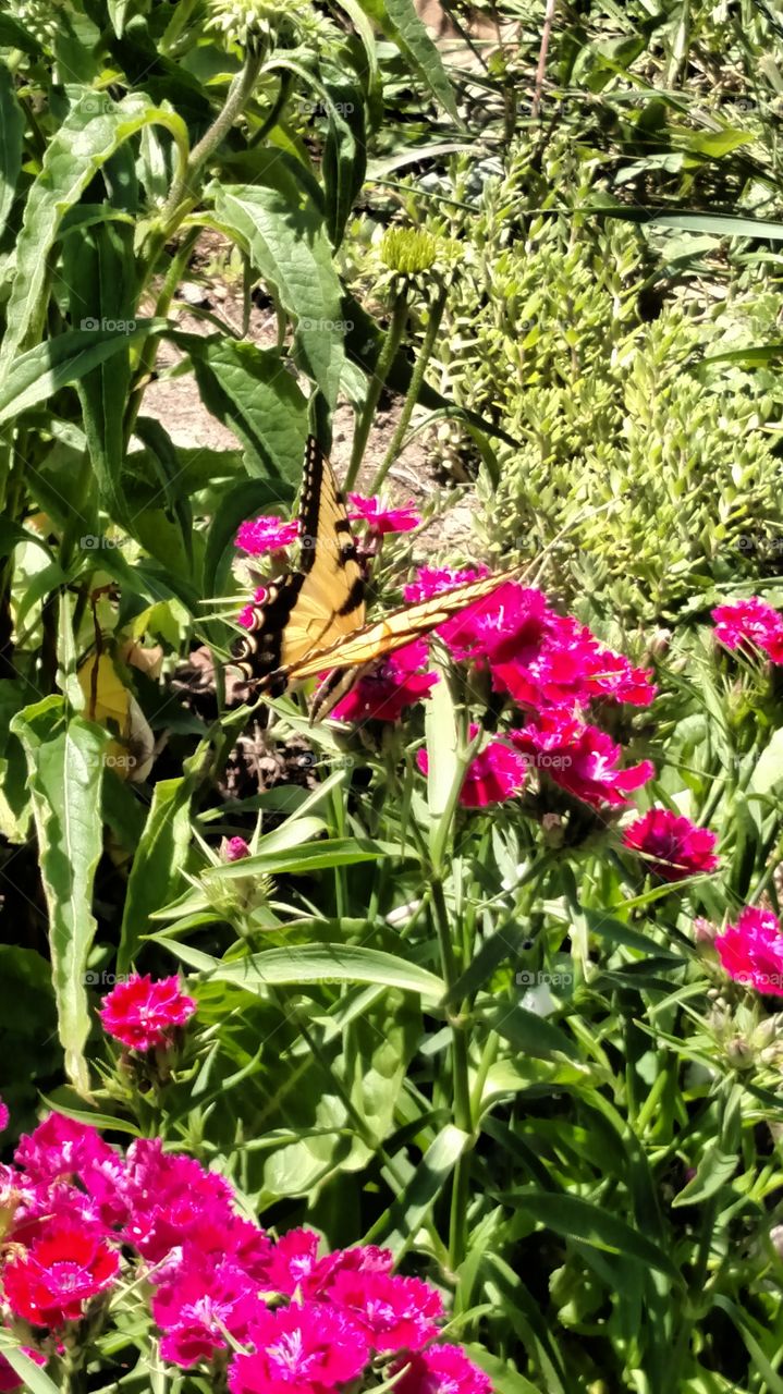 Butterflies fly away