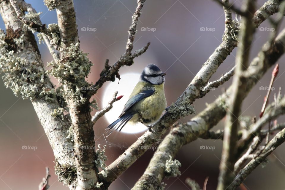 Blue Tit 