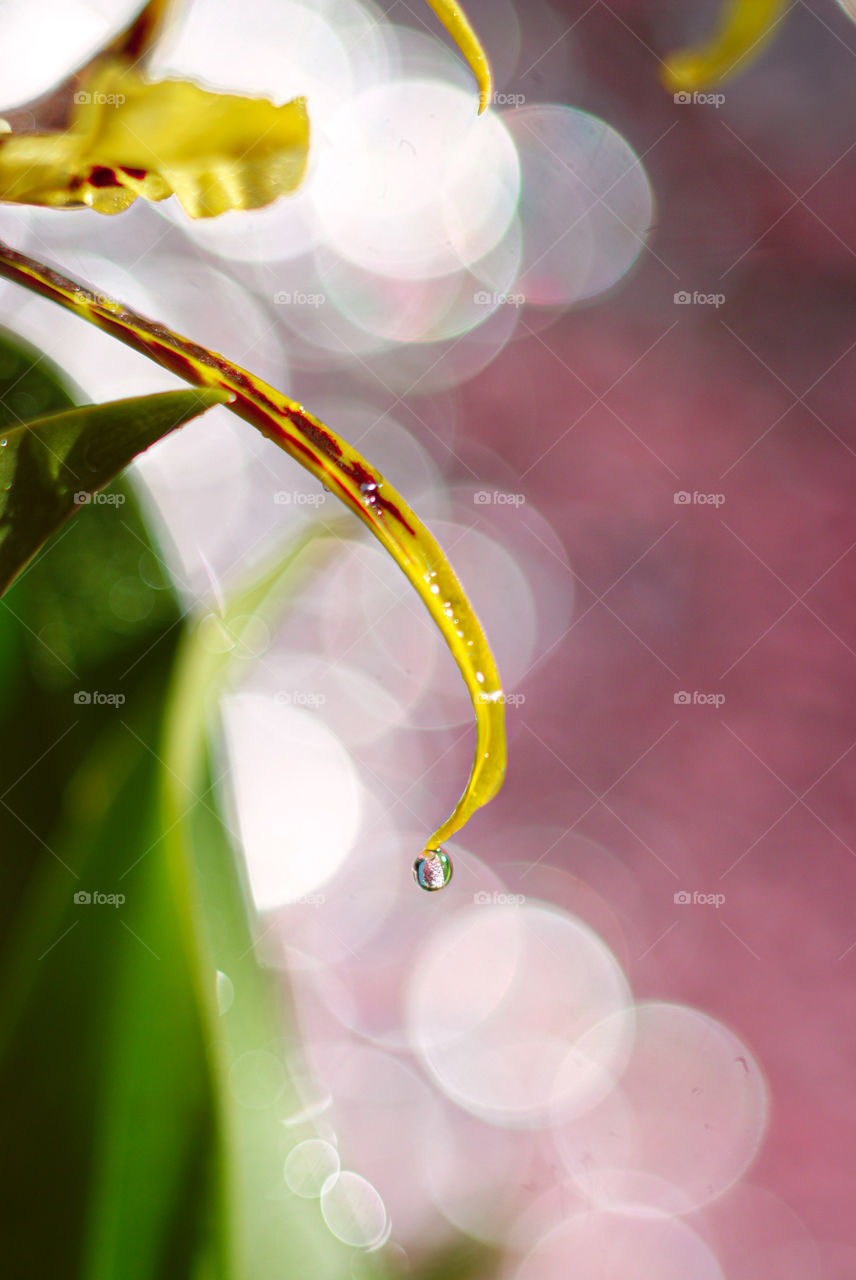 Fall in love with macro