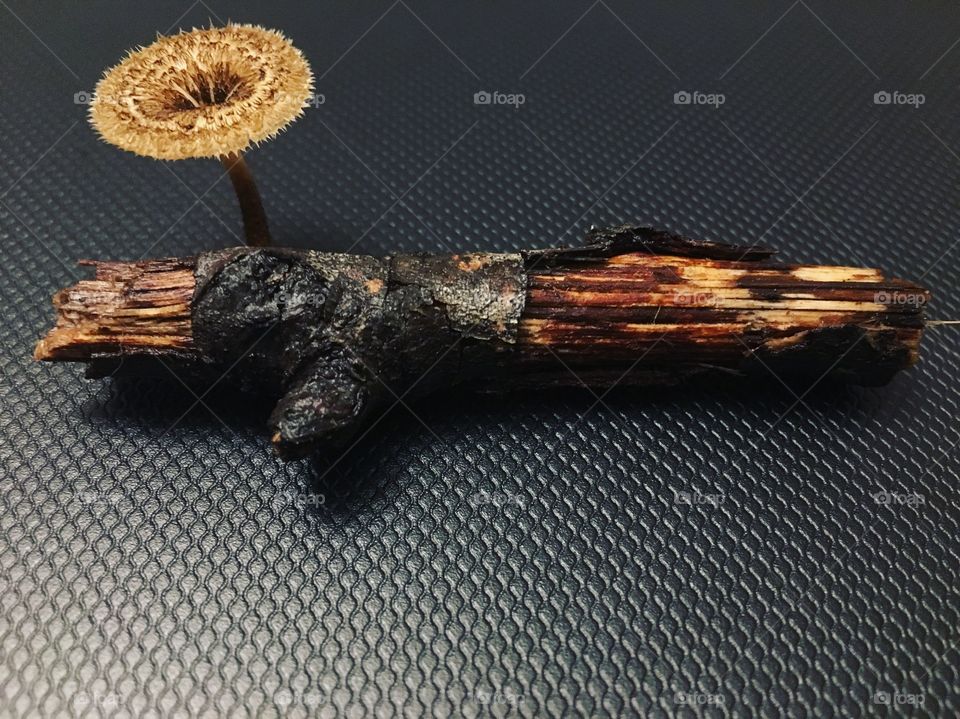 A mushroom growing on a stick 