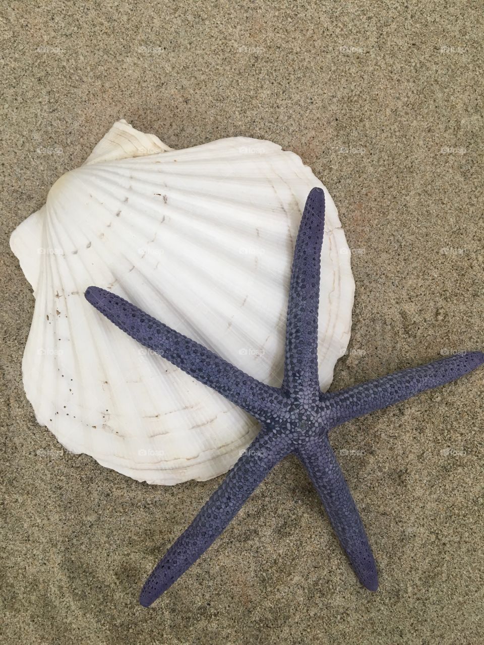 Scallop and starfish on sand