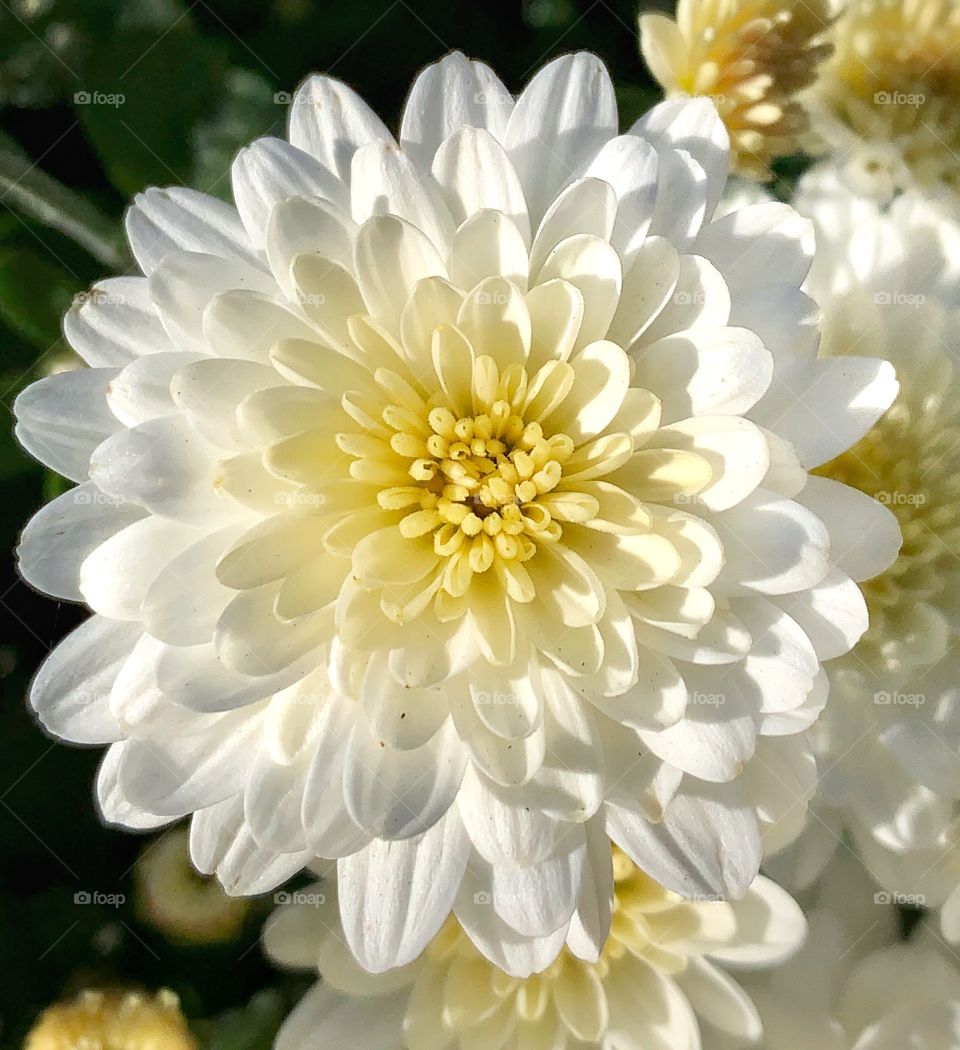 White mum—taken in Dyer, Indiana 