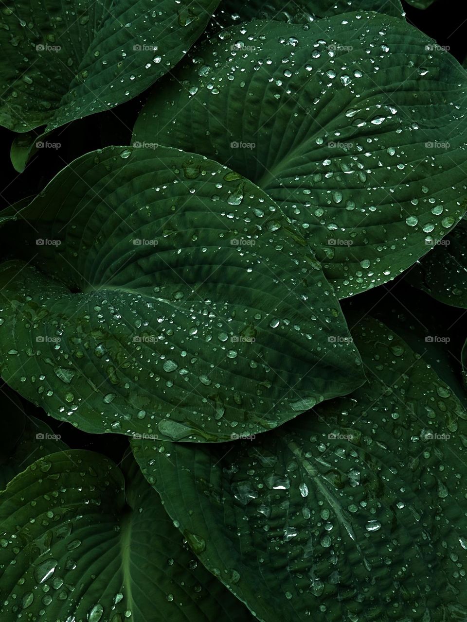 Raindrops resting on lush green leaves after a summer shower, a reminder of nature’s calm and resilience. Captures the quiet beauty of simple moments in the natural world, turning ordinary foliage into a work of art