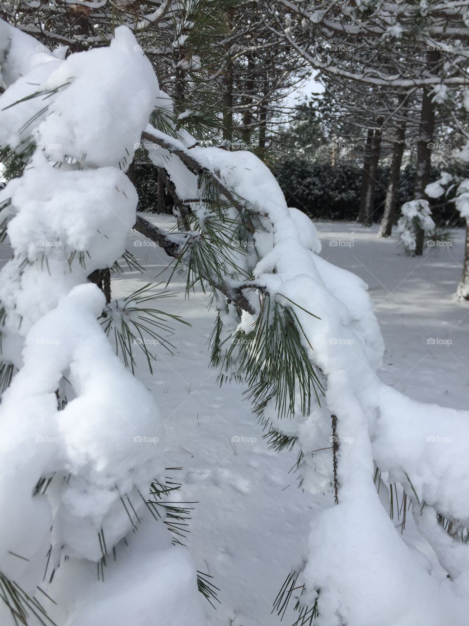 A heavy load of newly fallen snow on the branches in a quiet back yard makes for a stunning photo.