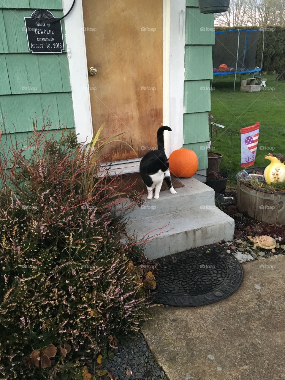 Tuxedo cat on the porch