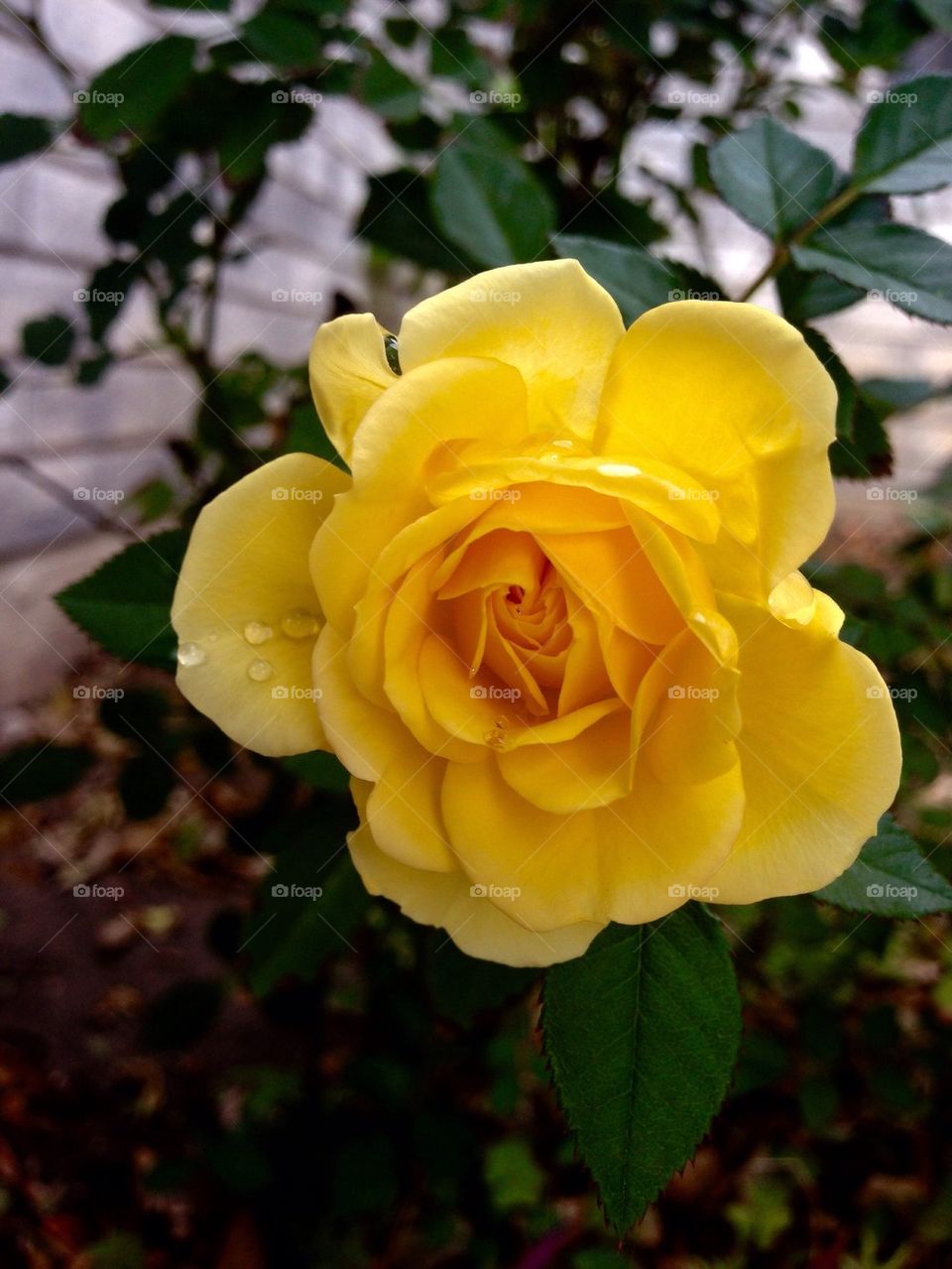 Yellow beauty 
