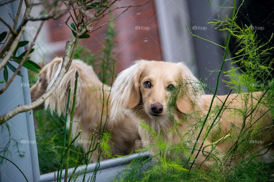 reflection of dachshund puppy in a mirror