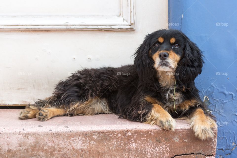 Small dog in front of the door. Small dark colored dog in front of a white door. Blue wall next to the dog