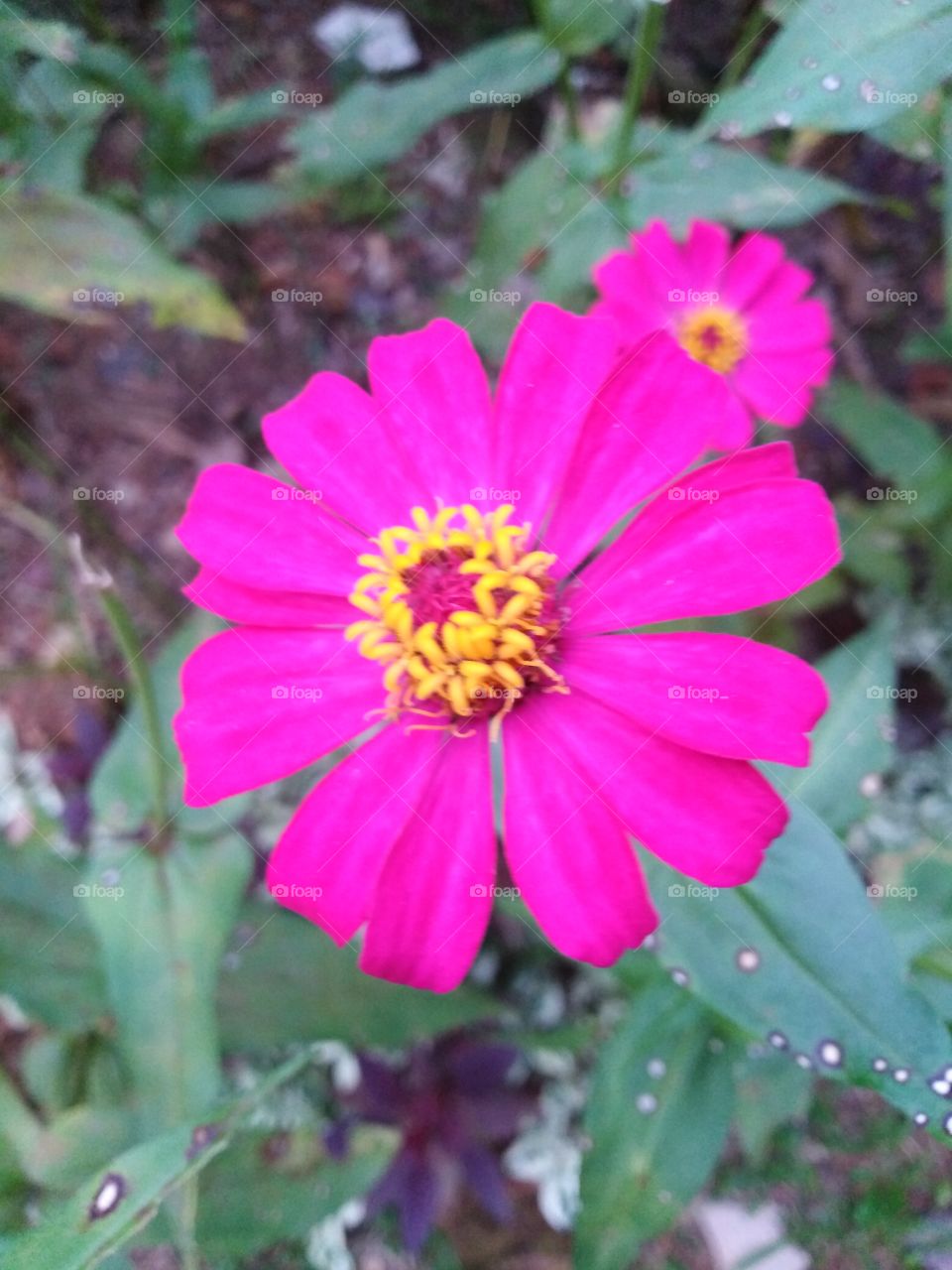 flower