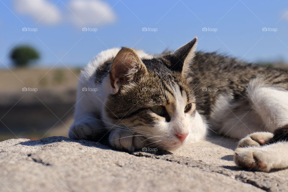 Lazy cat on the stone