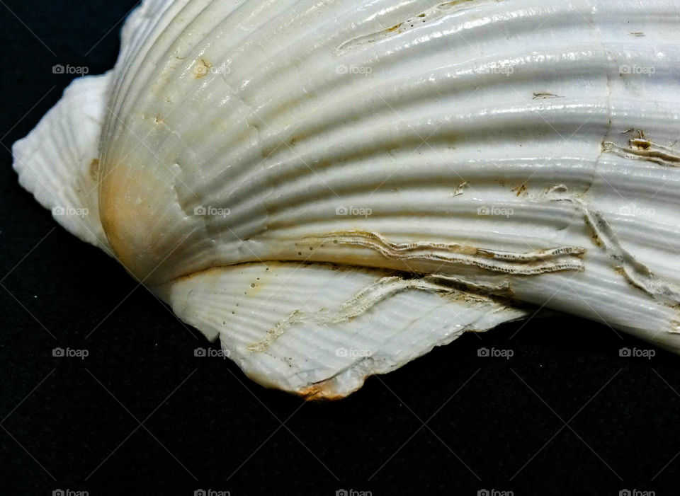 minimalistic snap: close up of seashell