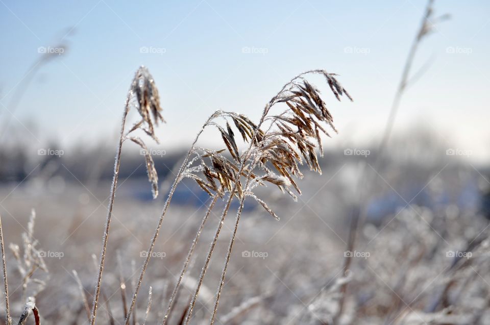 Frozen prairie grasses 