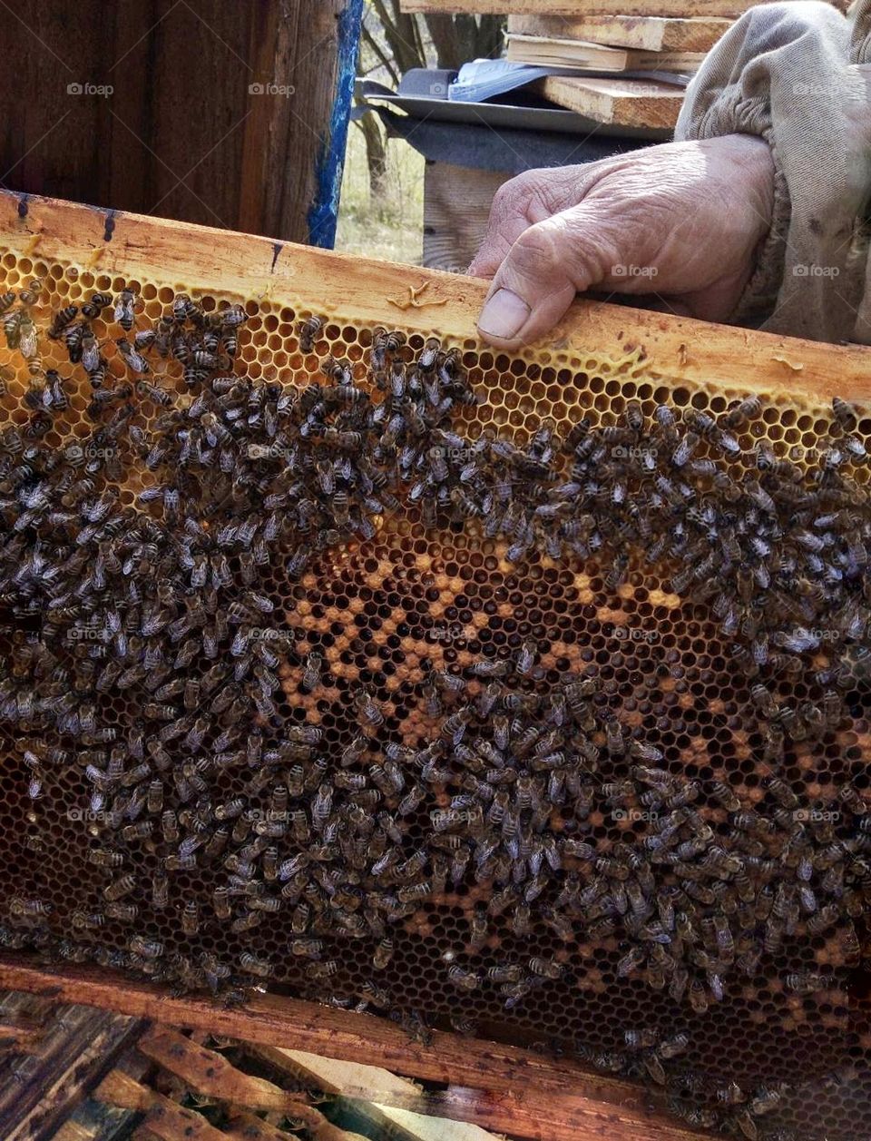 Збирання меду