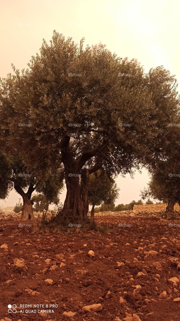 Olive trees