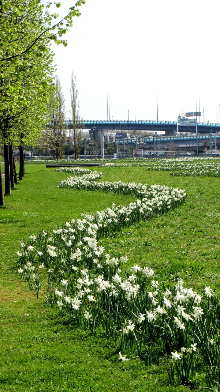 Spring daffodils