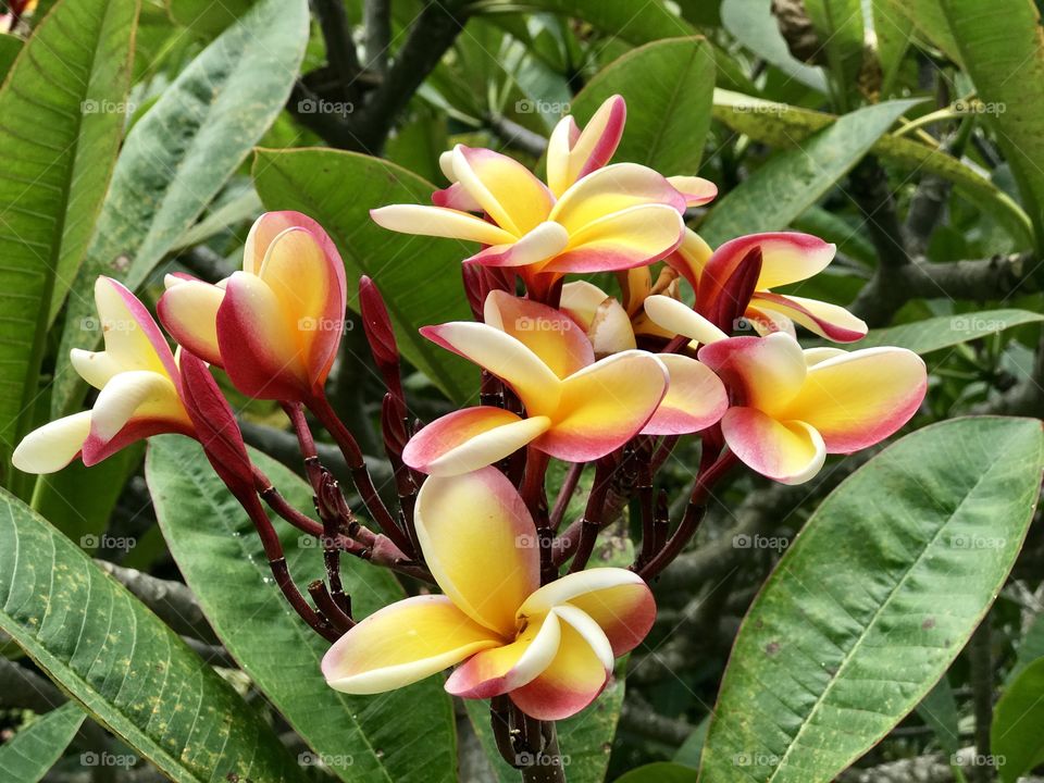Maui Flowers 