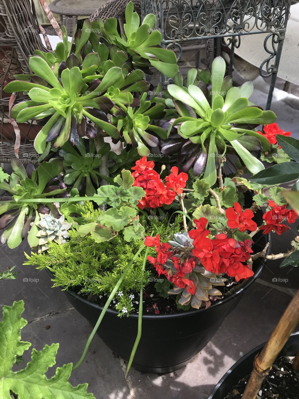 Red geraniums and aeoniums