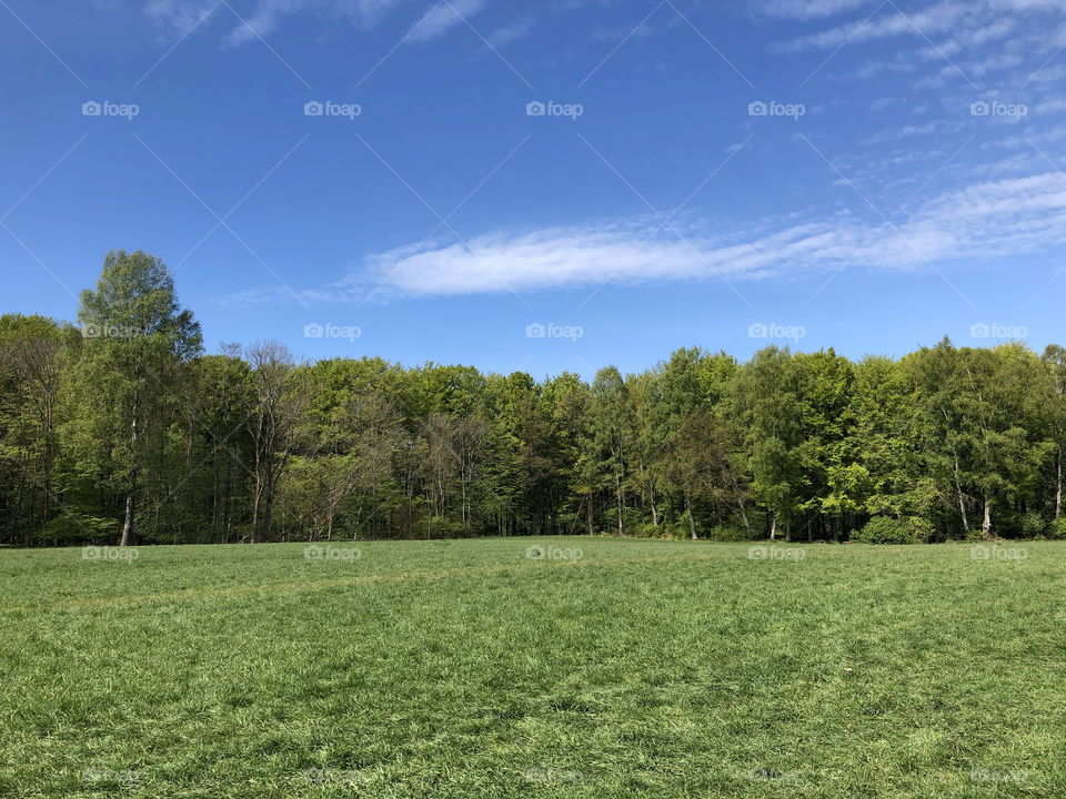 Spring meadow green grass and blue sky