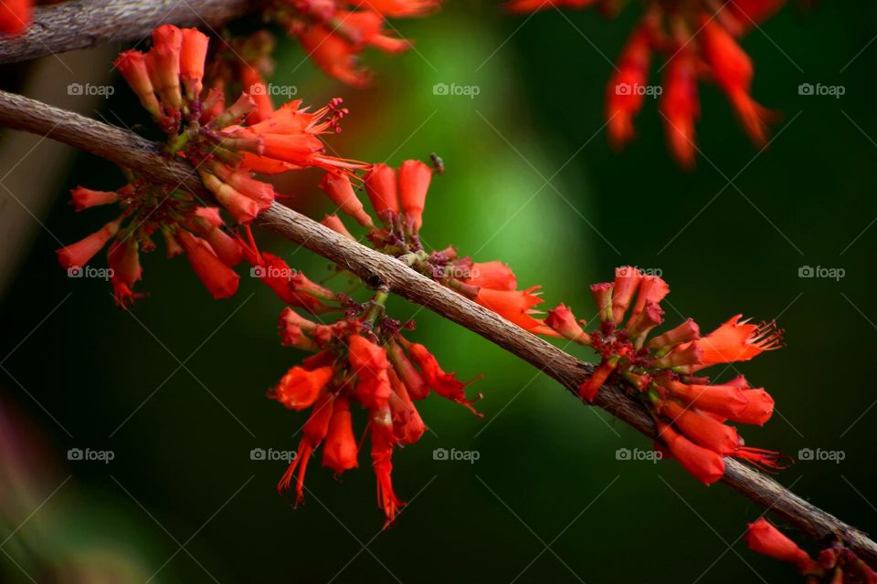 Combretum, the bushwillows or combretums, make up the type genus of the family Combretaceae.
