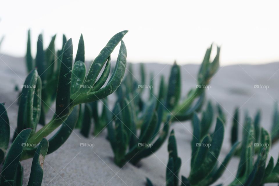 Beach Plants