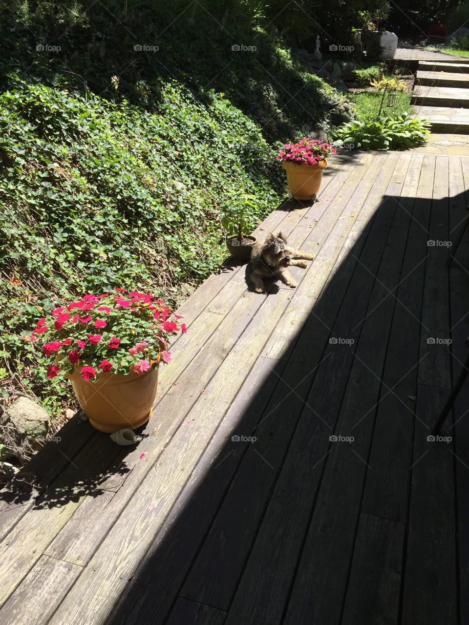 Garden, Wood, No Person, Flower, Leaf