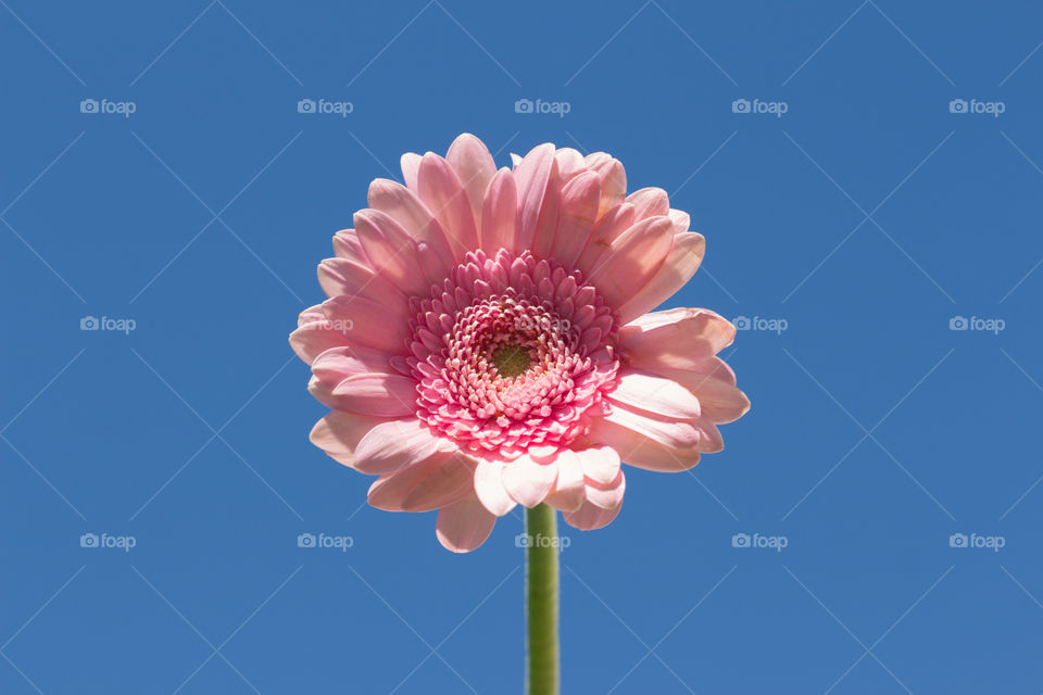 Pink Gerbera flower against blue sky 