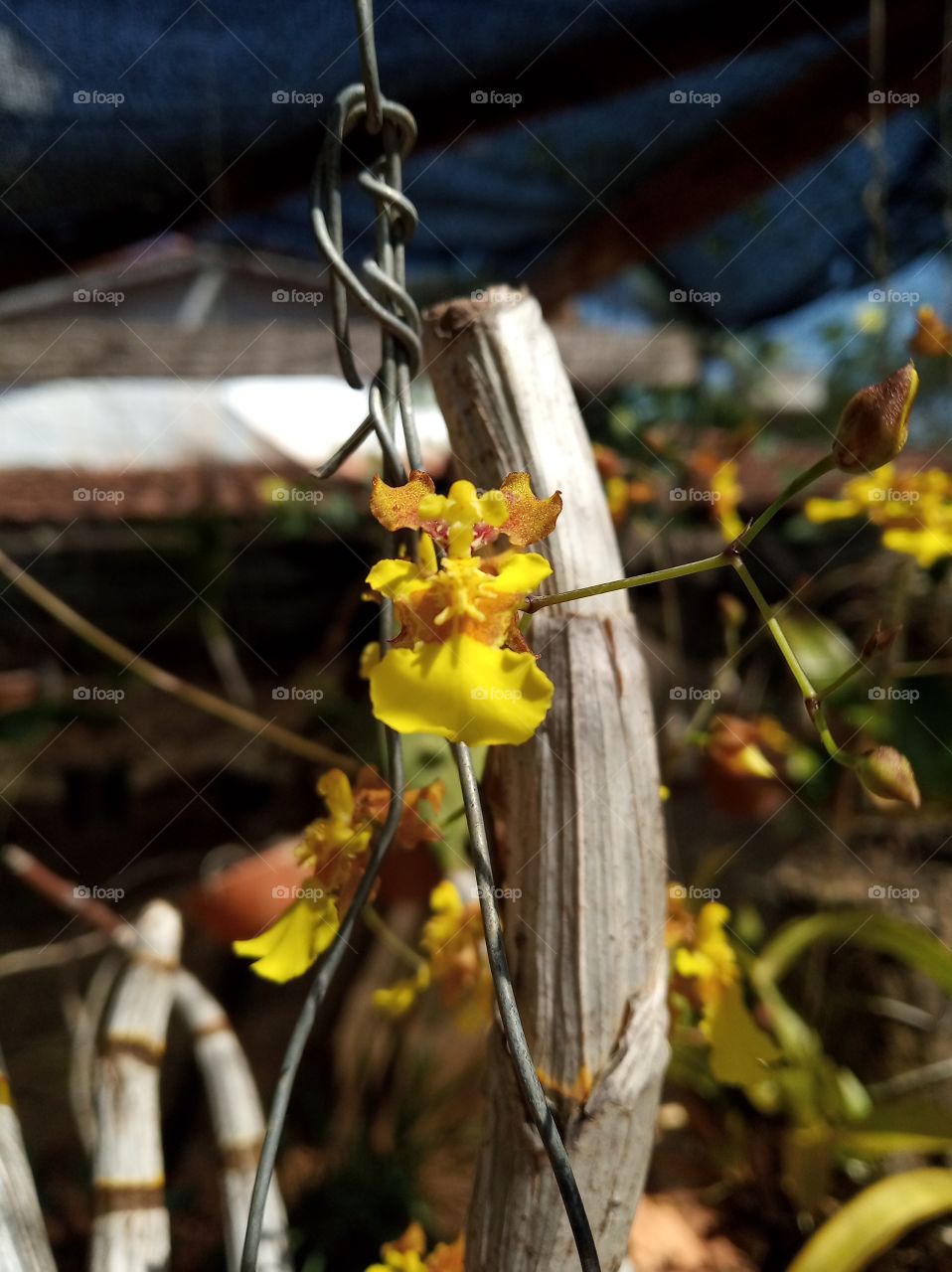 orquídea do cerrado
