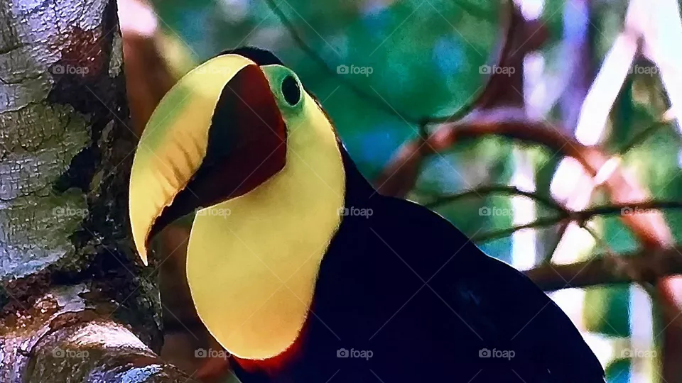 curioso