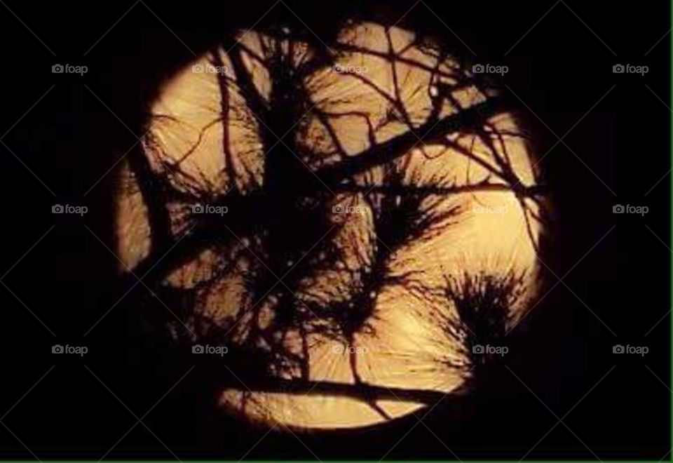 full moon and pine trees