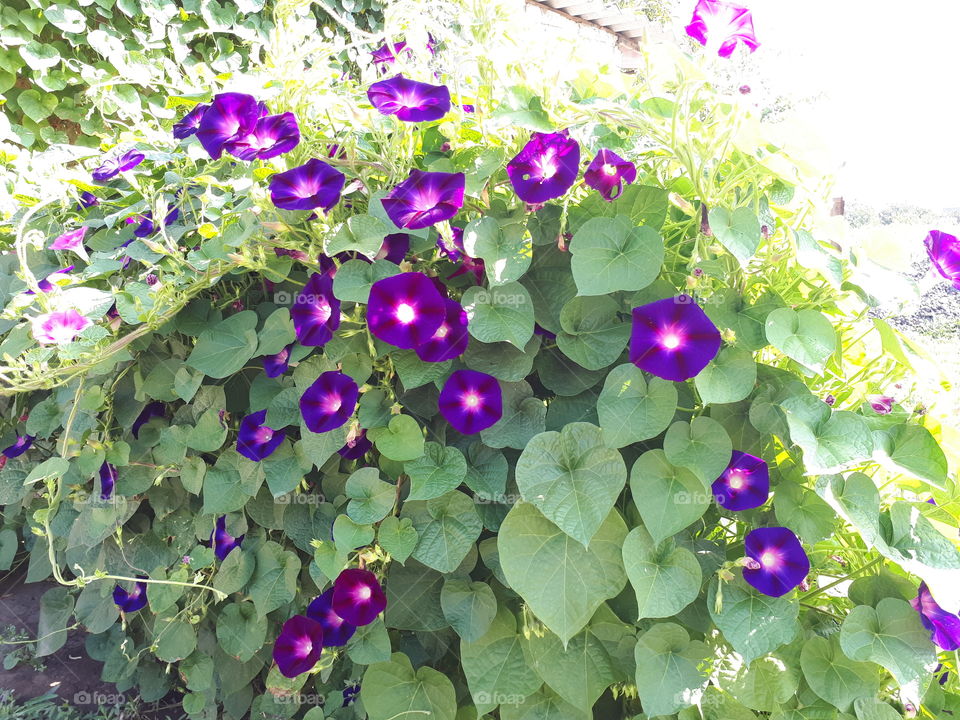 Buch with purple flowers