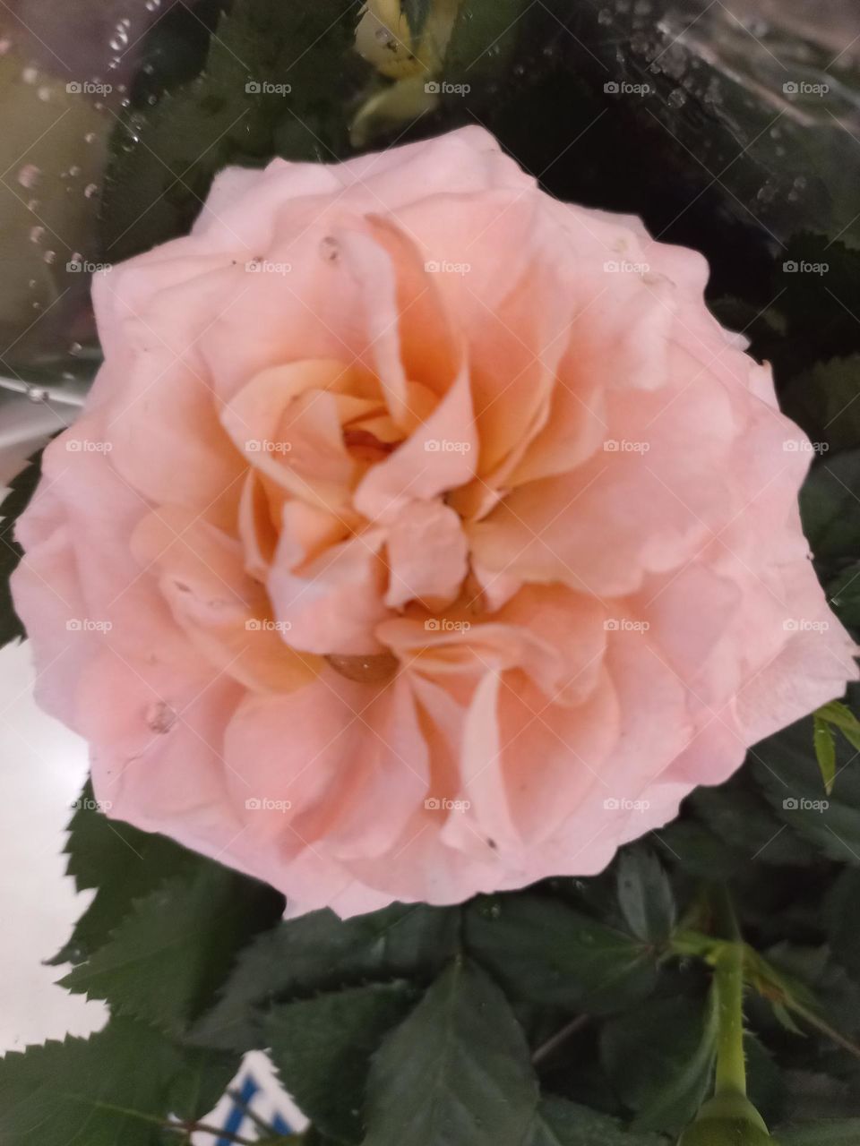 Rosa cor-de-rosa  cor delicada,   bela e encantadora ,com muita feminilidade  e graciosidade,  o cor-de-rosa simboliza romantismo, delicadeza e alegria