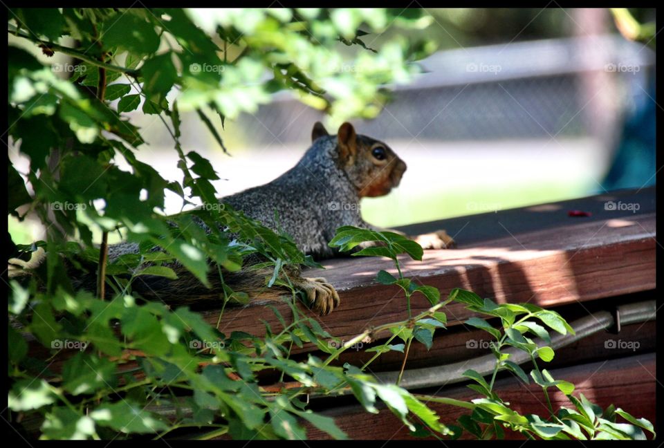 Squirrel Rest in the Shade