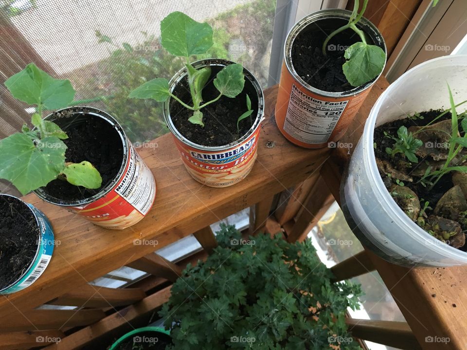 growing plants in the tins!