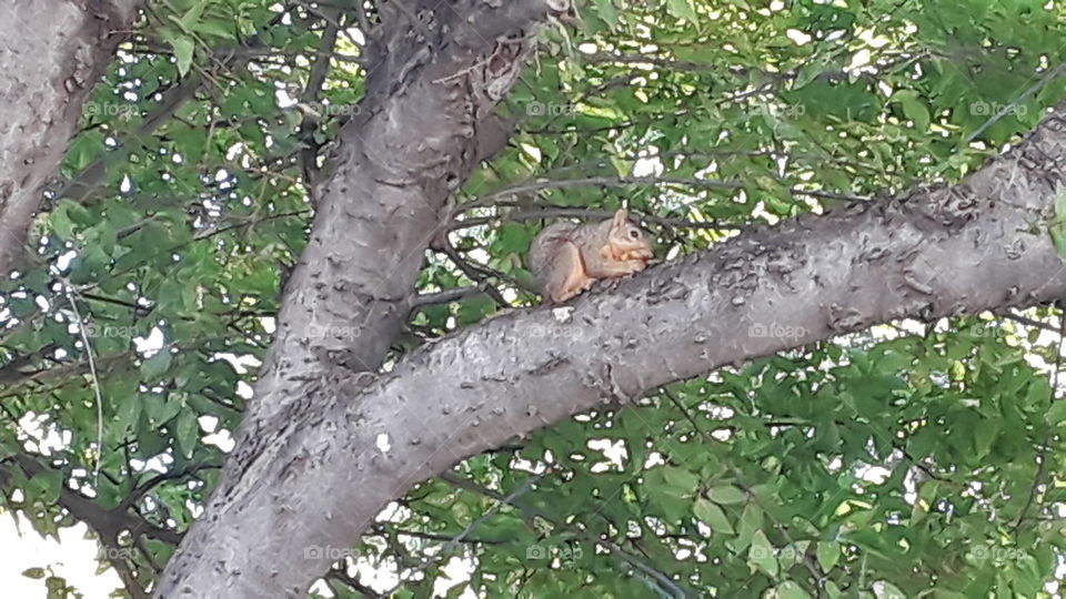 squirrel having luch
