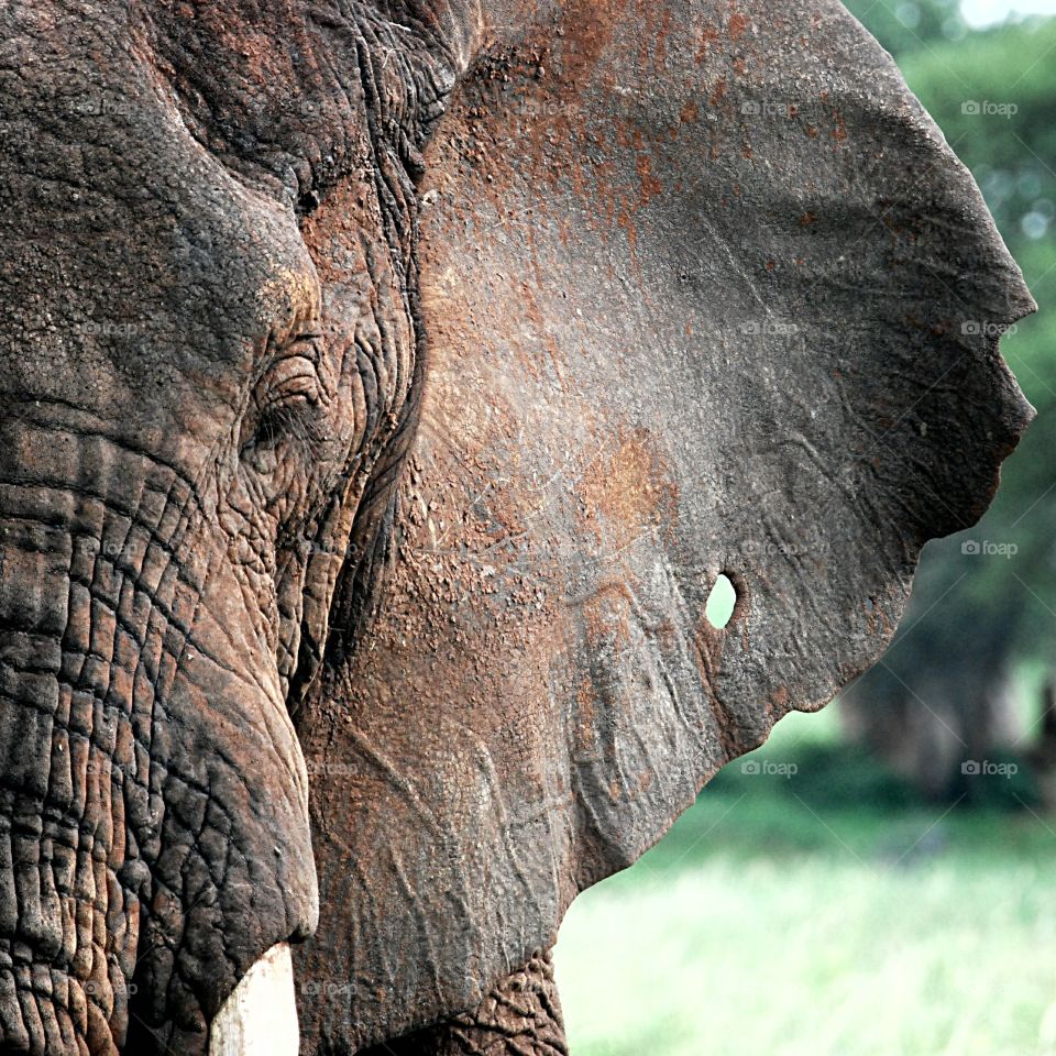 Elephant. Elephant closeup, hole in the ear